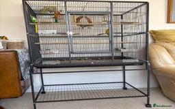 Lovebirds birds for sale: Two lovebirds  - Image 3