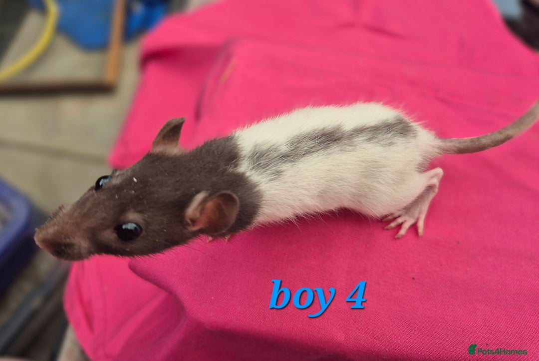 Rat rodents for sale: Male rats available - Image 5