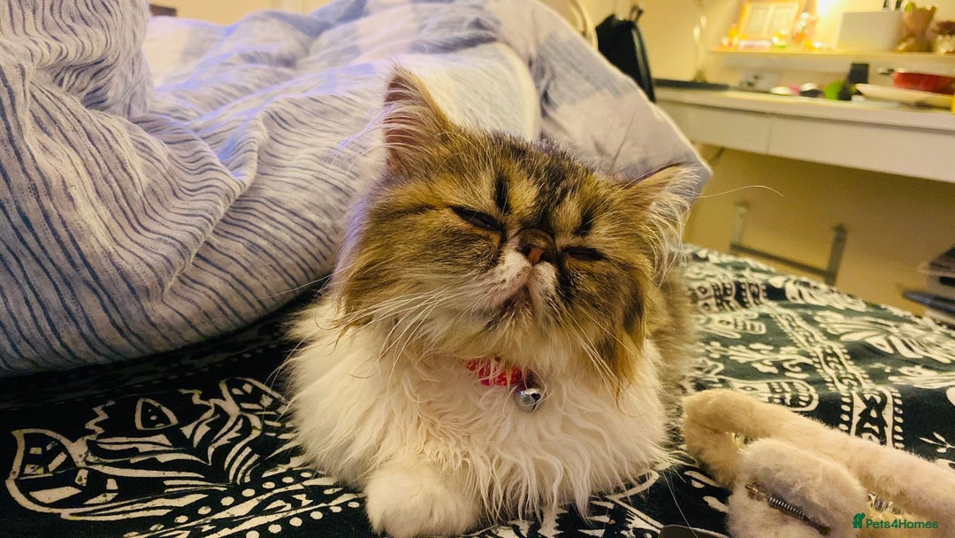 Persian cats for sale: Cute Lazy Persion Boy - Image 17