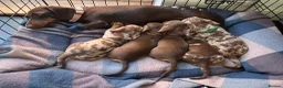 Miniature Dachshund dogs for sale: Beautiful pups from an experienced home  - Advert 8