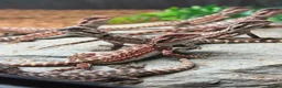 Bearded Dragon reptiles for sale: 100% Baby Red Monster Bearded Dragons - Advert 3
