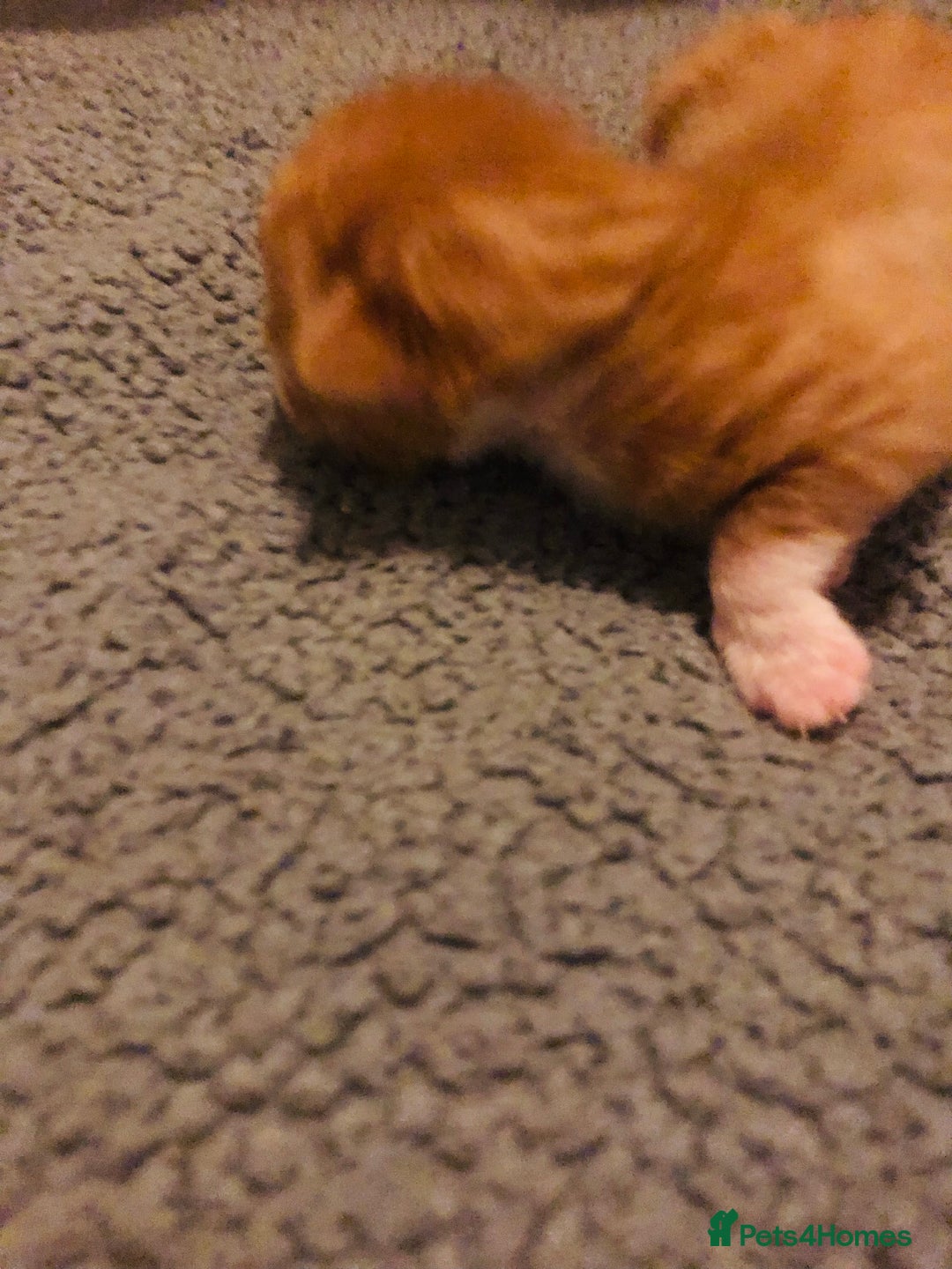 Mixed Breed cats for sale: Three lovely kitten ready in march  - Advert 4