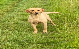 Labrador Retriever dogs for stud: Proven Stud, Fully Health Tested.  . in Tonbridge - Image 2
