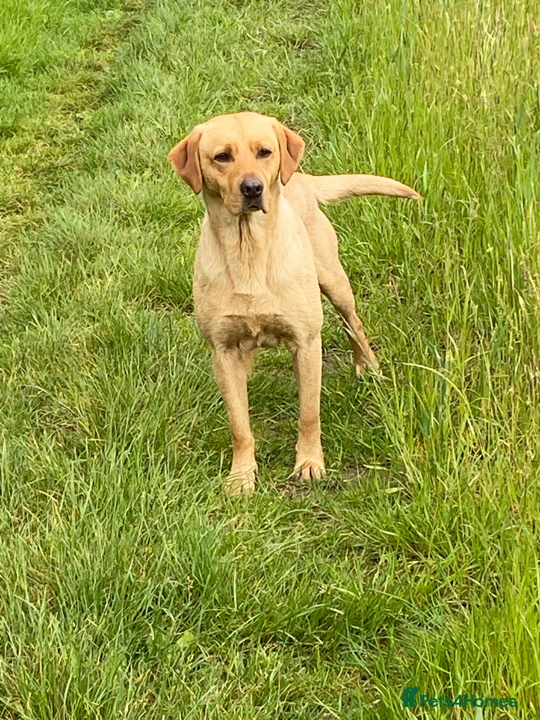 Labrador Retriever dogs for stud: Proven Stud, Fully Health Tested.  . in Tonbridge - Image 2
