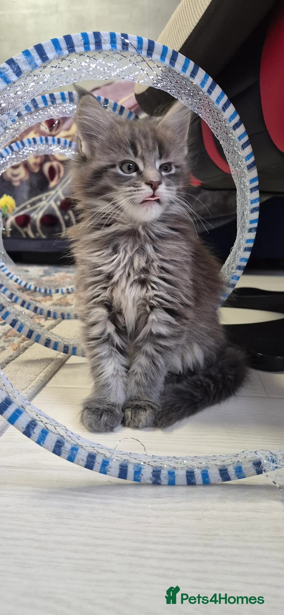 Maine Coon cats for sale: Maine Coon kittens  - Advert 2