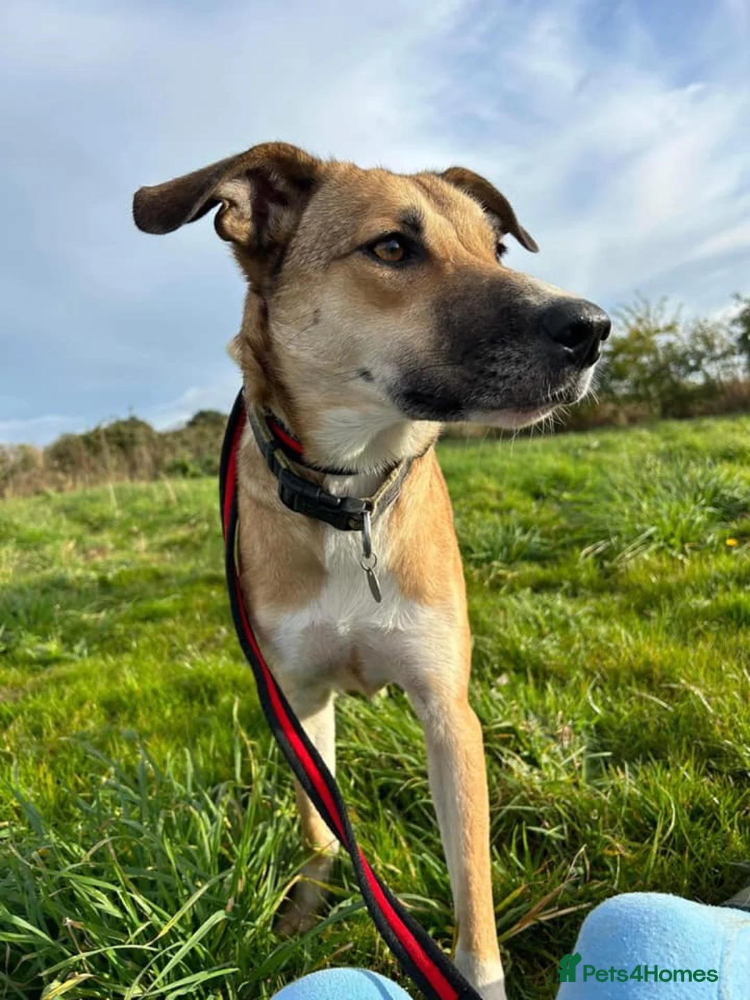 Mixed Breed dogs for adoption: Sara - Norwich Norfolk  - Advert 20