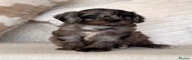 Cockapoo 4