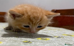 Ragdoll cats for sale: Ragdoll vs tuxedo mix breed 7 kitten for sale  in Hayes - Image 27