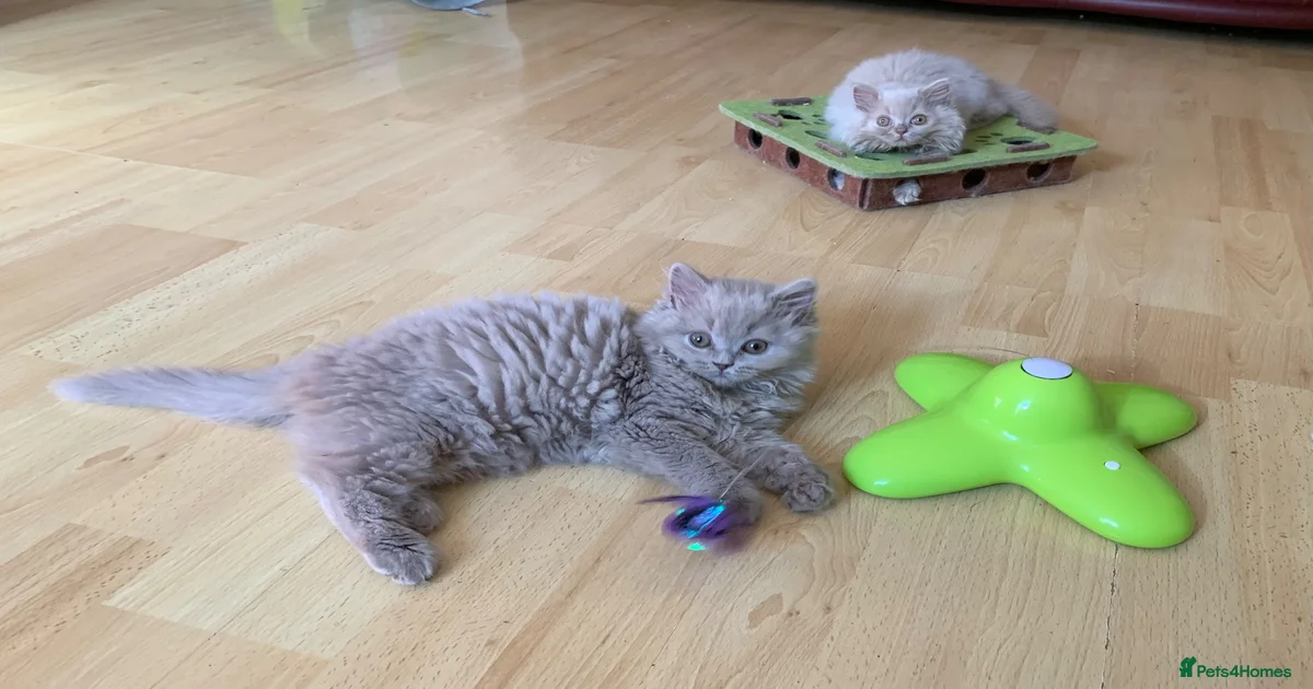 GCCF kittens for sale in Banbury | Pets4Homes