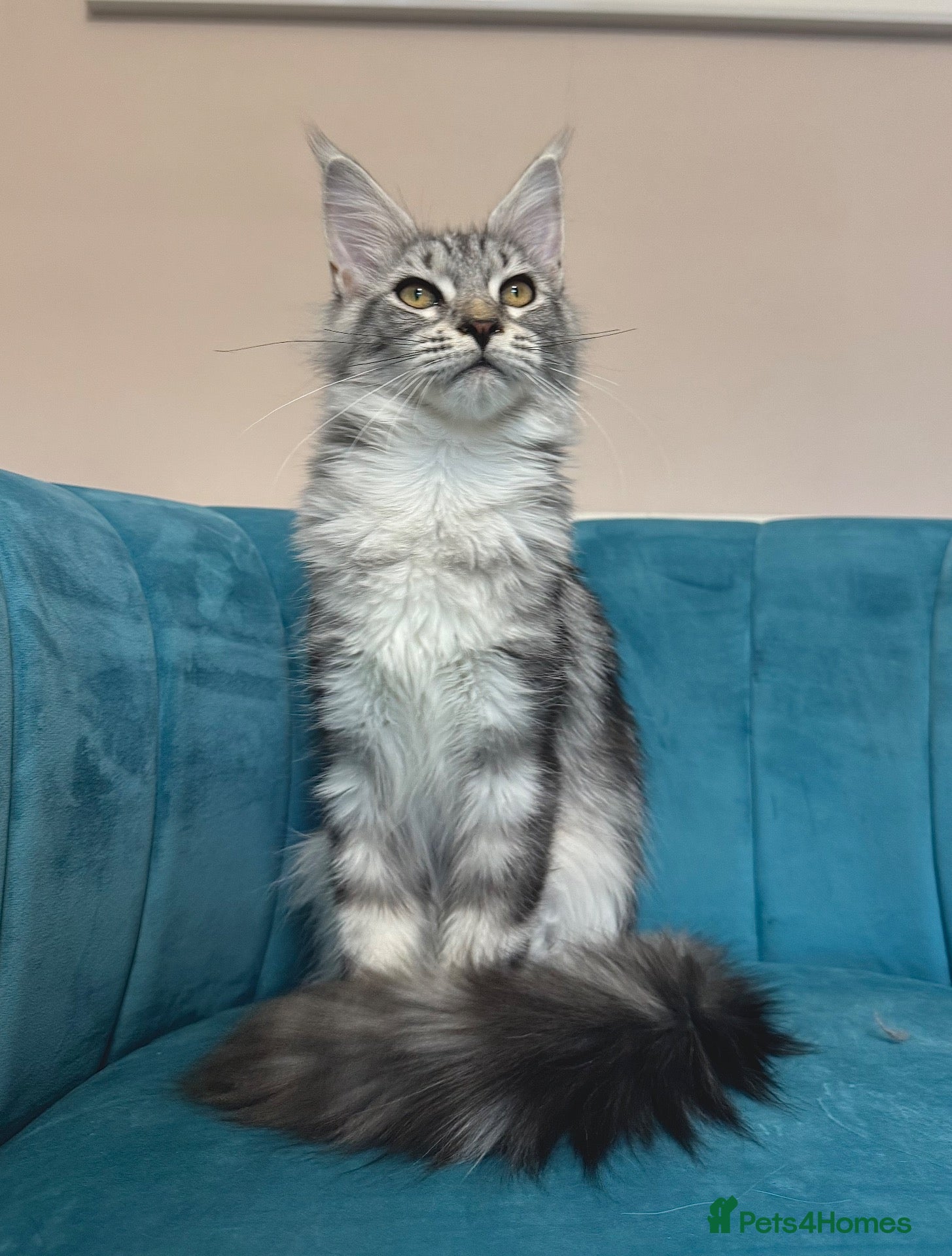 Maine Coon cats for sale: TICA Pedigree Registered Maine Coon Kittens - Advert 1