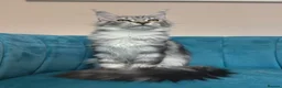 Maine Coon cats for sale: TICA Pedigree Registered Maine Coon Kittens - Advert 1