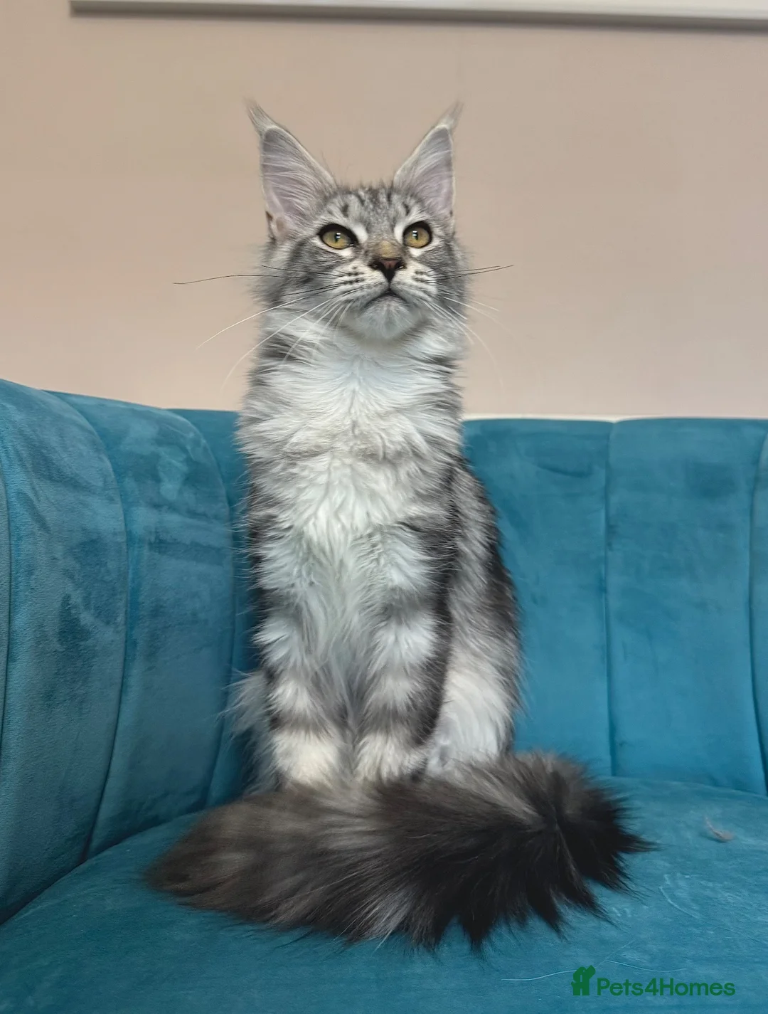 Maine Coon cats for sale: TICA Pedigree Registered Maine Coon Kittens - Advert 1