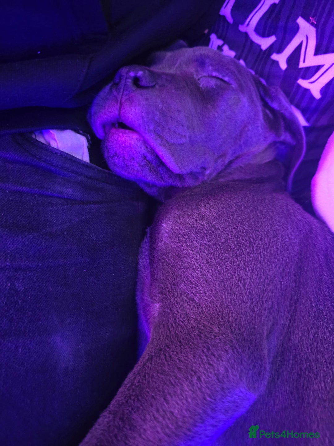 Cane Corso dogs for sale: Blue Cane Corso Puppy (female) - Advert 7