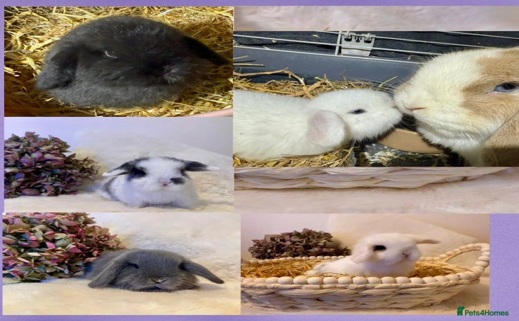 Mini Lop rabbits - Advert 4