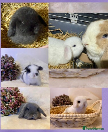 Mini Lop rabbits - Advert 3