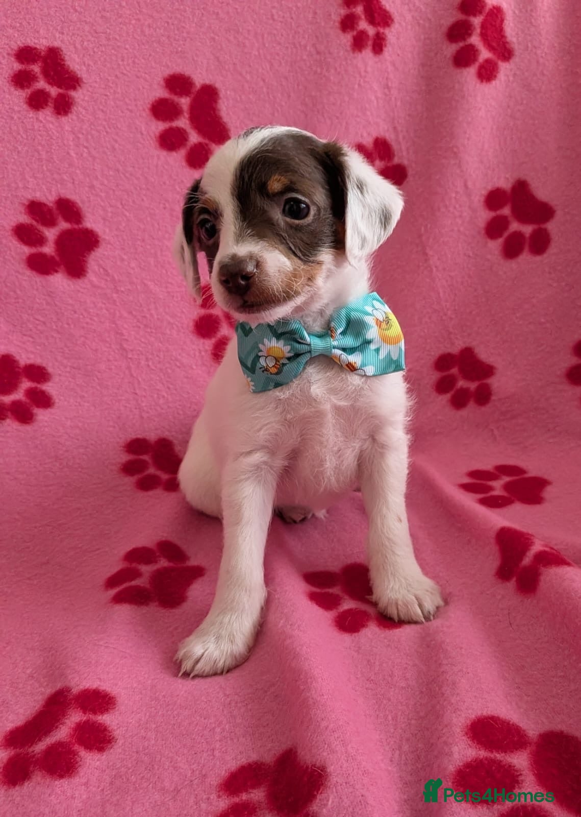 Jackapoo dogs Stunning F1 Jackapoos  - Advert 2