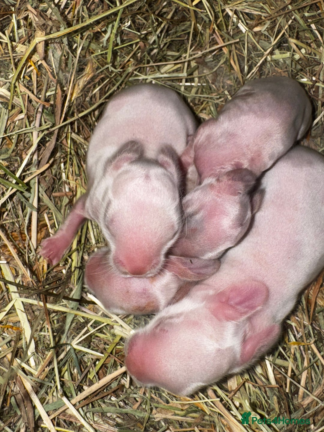 Rex rabbits for sale: 10X Mini lop x Rex babies Nova & Fendi 🧡🤍 - Image 6