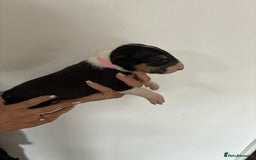 English Bull Terrier dogs for sale: English Bull Terrier puppies🐾KC Registered  - Image 7