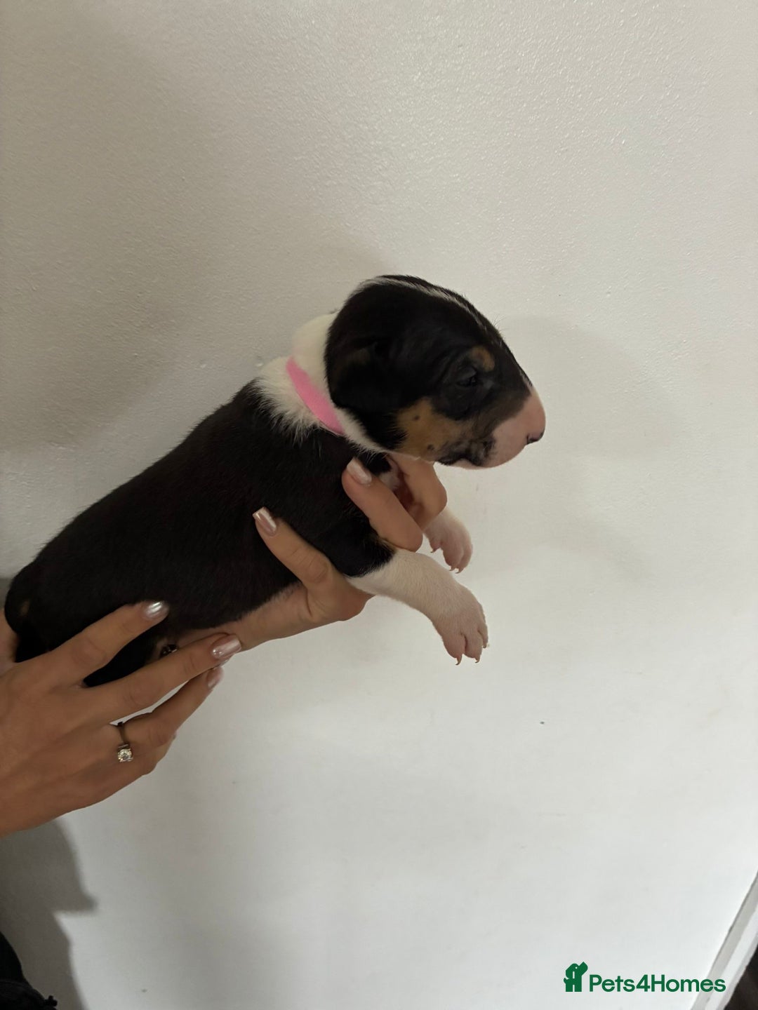 English Bull Terrier dogs for sale: English Bull Terrier puppies🐾KC Registered  - Image 7