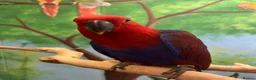 Parrots birds for sale: Amazing eclectus available. - Advert 5