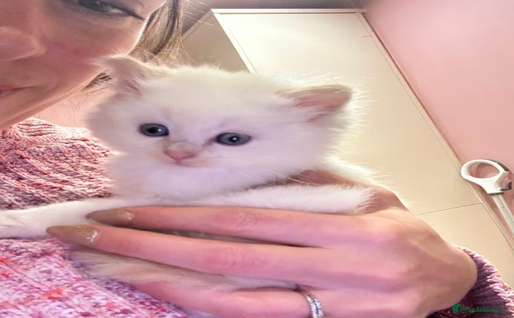Ragdoll cats Kitten  - Advert 1