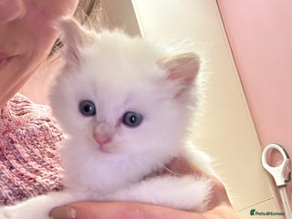 Ragdoll cats for sale: Kitten - Advert 1