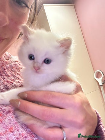 Ragdoll cats Kitten - Advert 1