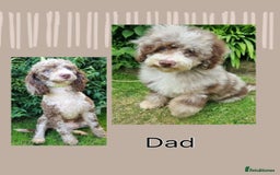 Mixed Breed dogs for sale:  Fab❤️Ttoodle Tibetan terrier x Miniature Poodle - Image 7