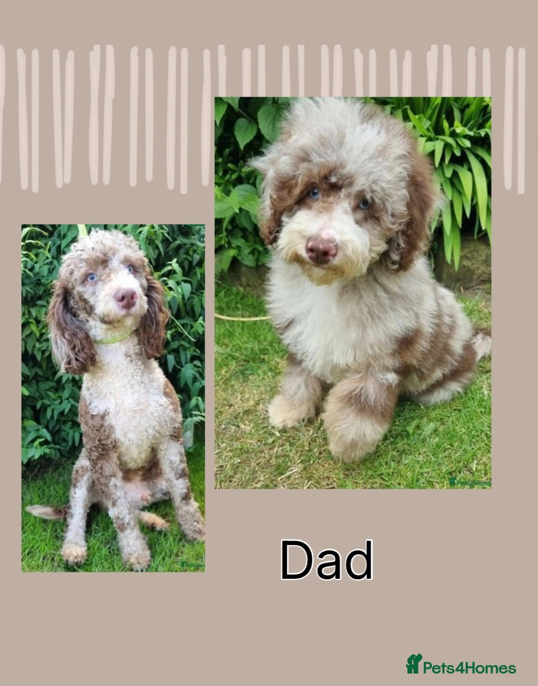 Mixed Breed dogs for sale:  Fab❤️Ttoodle Tibetan terrier x Miniature Poodle - Image 7