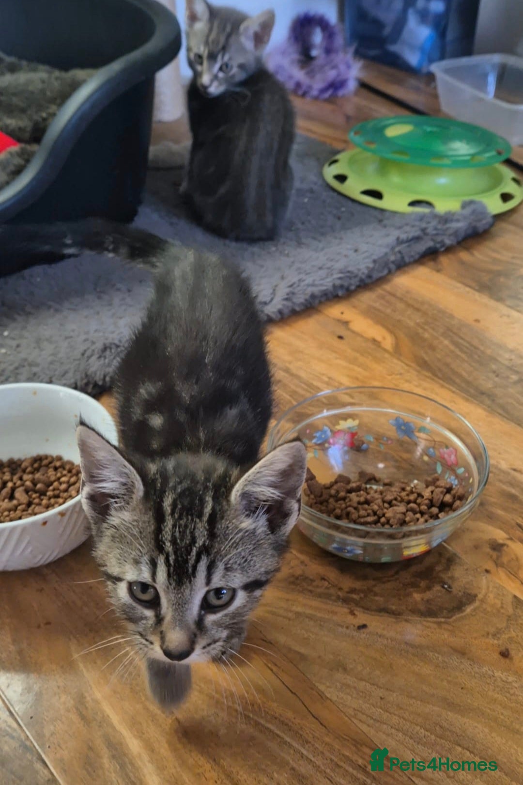 Mixed Breed cats for sale: Adorable 7 Mixed Breed Kittens 🐾 - Image 27