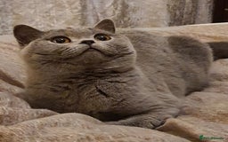 British Shorthair cats for sale: Gorgeous blue girl - rare opportunity - Image 2