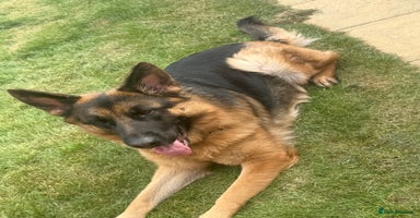 German Shepherd dogs - Advert 8