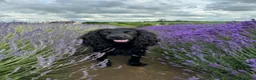 Cocker Spaniel dogs for sale: KC working cocker spaniels  in Malvern - Advert 11