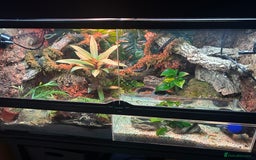 Skink reptiles for sale: Red eye crocodile skink cb with full set up - Image 4