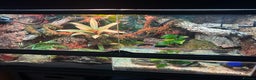 Skink reptiles for sale: Red eye crocodile skink cb with full set up - Advert 4