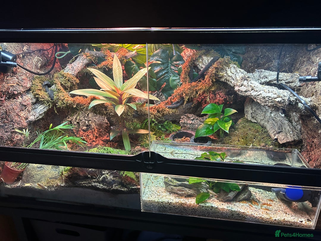 Skink reptiles for sale: Red eye crocodile skink cb with full set up - Image 4