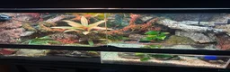 Skink reptiles for sale: Red eye crocodile skink cb with full set up - Advert 4