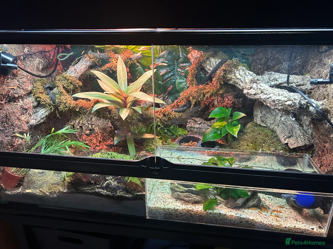 Skink reptiles for sale: Red eye crocodile skink cb with full set up - Advert 4