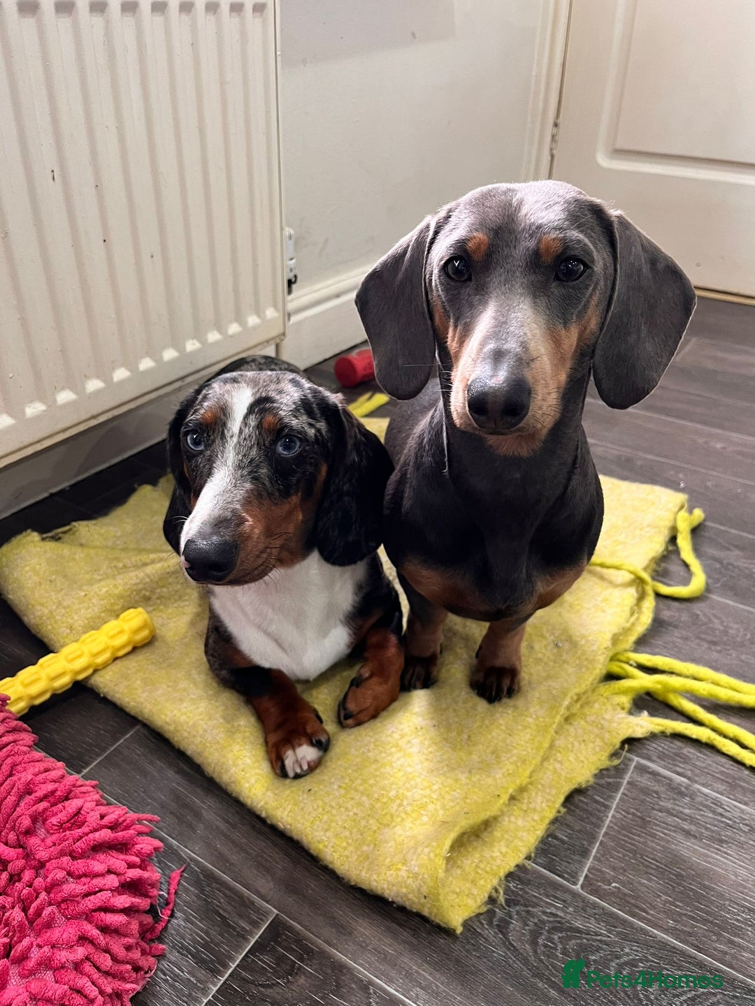 Miniature Dachshund dogs for sale: Mini dachshund for sale  - Image 5