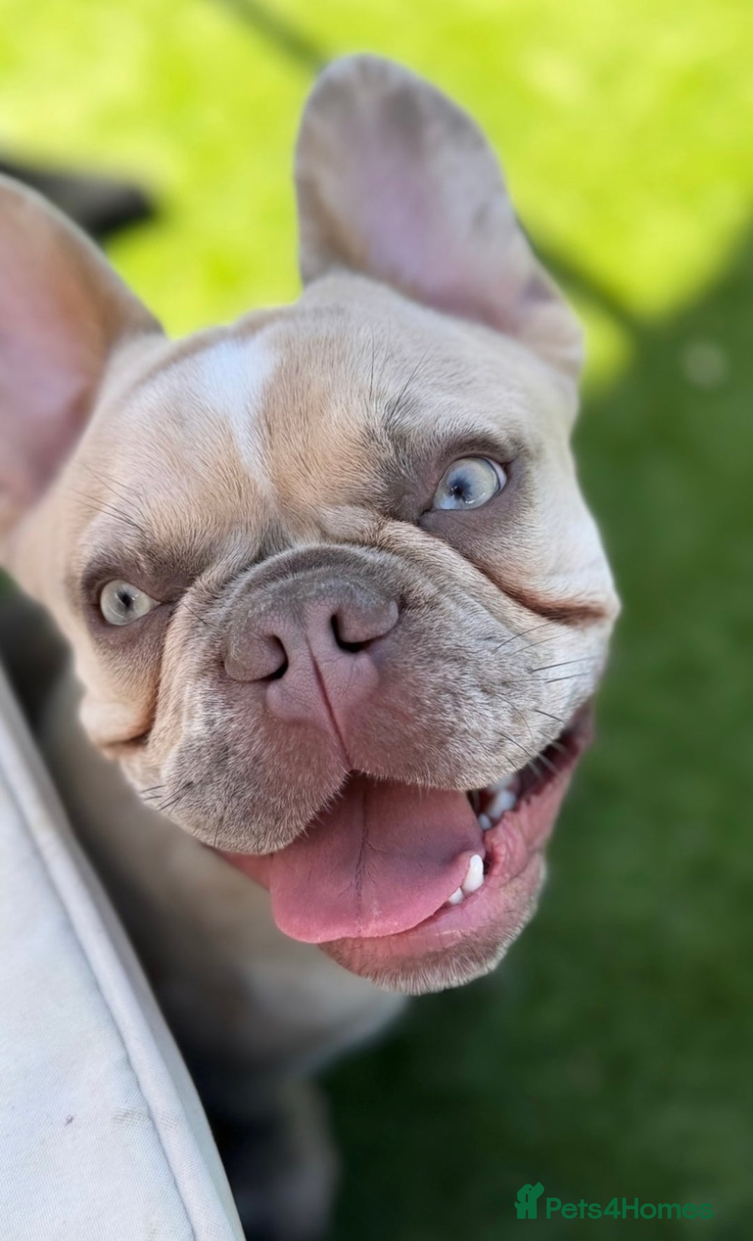 French Bulldog dogs for stud: Stud French bull dog - Advert 2