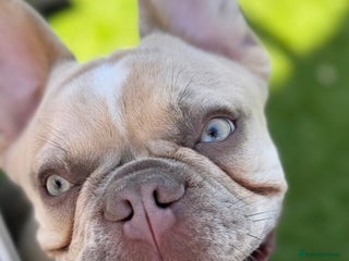 French Bulldog dogs Stud French bull dog - Advert 22