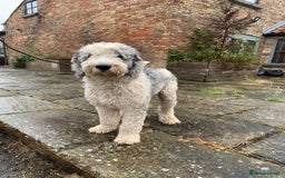Sheepadoodle dogs for sale: Sheepadoodle Standard Size F1b puppies - Image 13