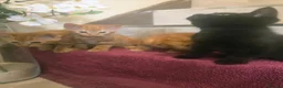 Mixed Breed cats for sale: Beautiful Male Kittens  in Glasgow - Advert 5