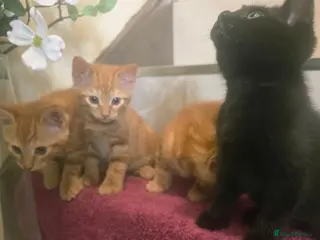 Mixed Breed cats Beautiful Male Kittens - Advert 9