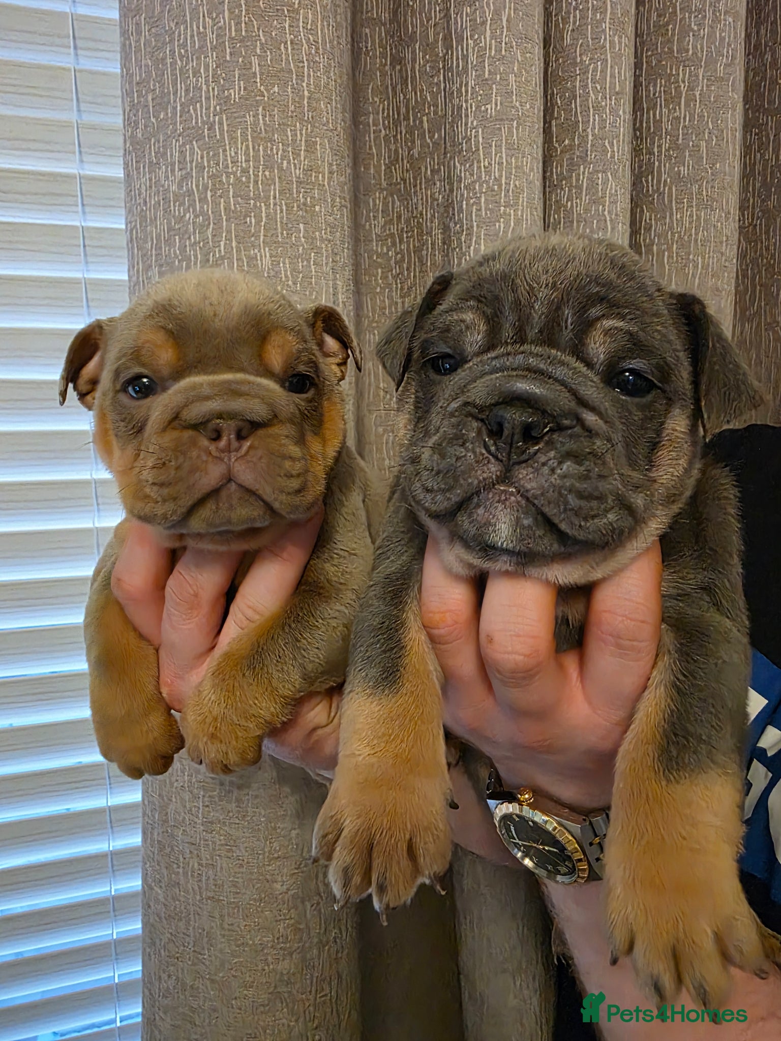 English Bulldog dogs british bulldog pups - Advert 14