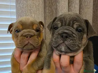 English Bulldog dogs british bulldog pups - Advert 14