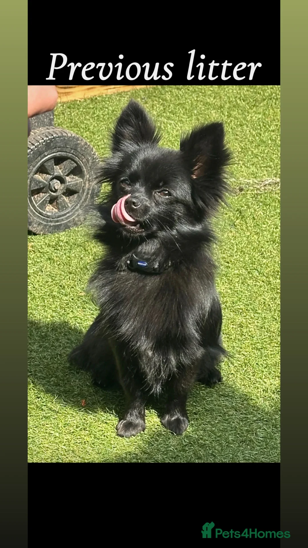 Pomchi dogs for sale: 🎀Pomchi puppies🎀 - Advert 12