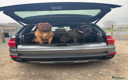 Mixed Breed dogs for sale: Bronson and nellie - Image 2