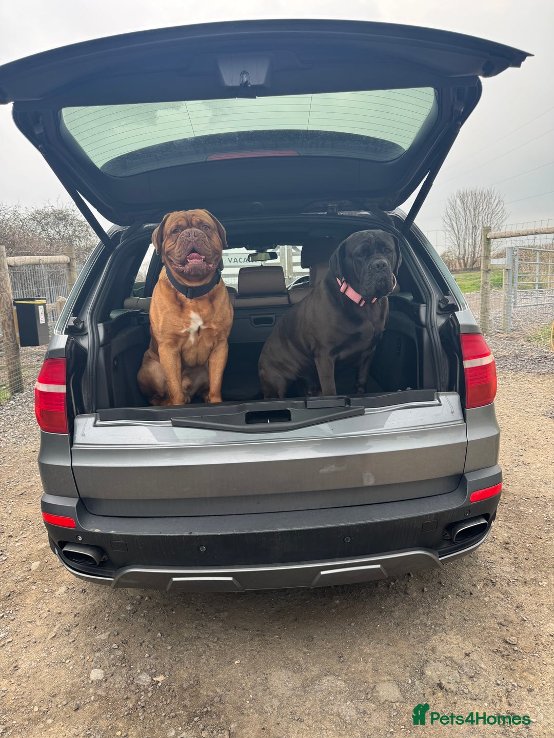 Mixed Breed dogs for sale: Bronson and nellie - Image 2