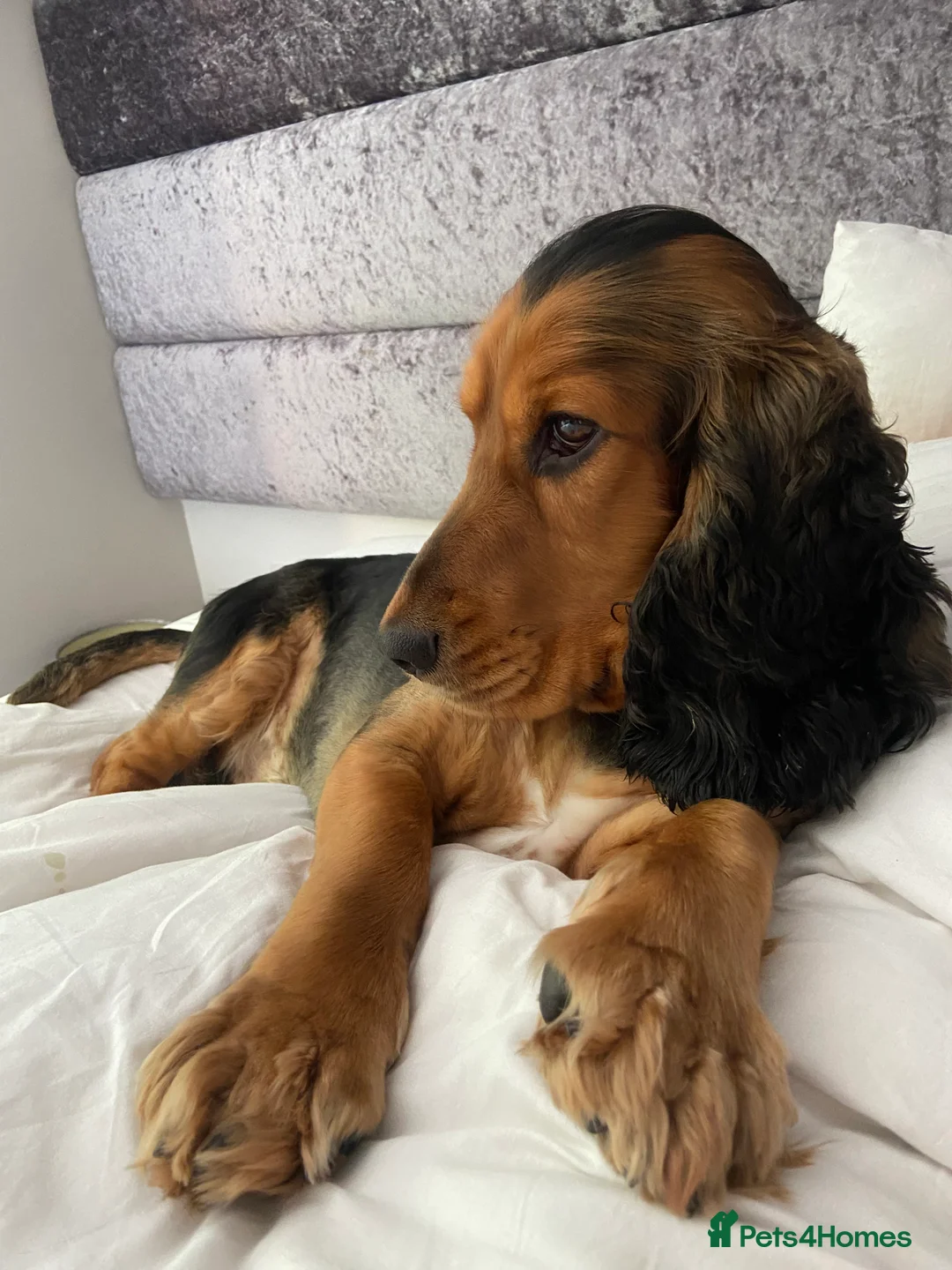 Cocker Spaniel dogs for stud: *For stud* Ringo the cocker spaniel - Advert 11